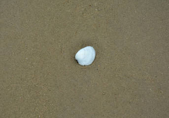 Fototapeta na wymiar Shell on the sand at beach.