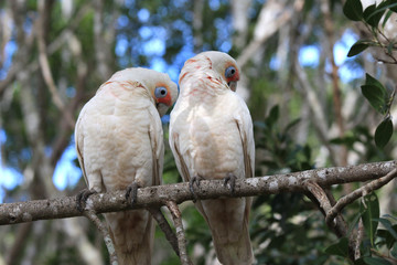 A couple long-billed cockatoo sitting on a tree branch. Australia, QLD, Brisbane