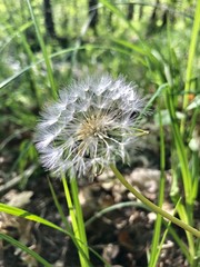 Pusteblume