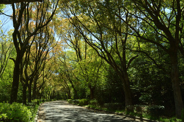 夏の始まり、散歩道