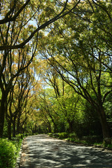 Fototapeta premium 夏の始まり、散歩道