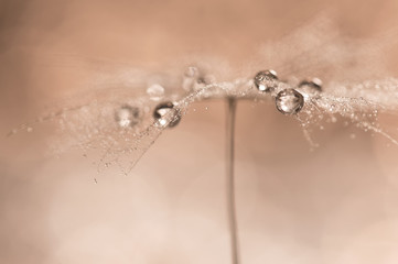 Drops on dandelions up close. Abstract photo with the dandelion.