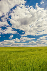 Cloudy sky over green grain field
