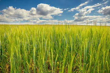 Low view from grain field