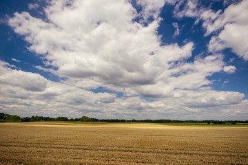 Obraz premium Cloudy blue sky over the field with harvested grain