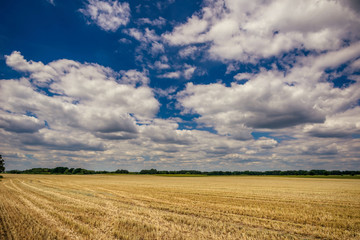Cloudy blue sky over the field with harvested corn