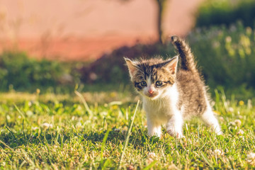 Naklejka na ściany i meble Tomcat with white and tabby fur walks on grass