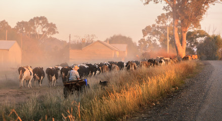 Farmer herding cattle down country lane at sunset in Victoria rural area Australia - obrazy, fototapety, plakaty