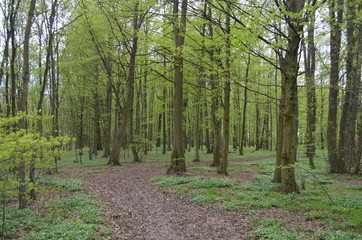 Дорога в весеннем лиственном лесу возле города Хропине Chropyne в Моравии, Восточная Чехия