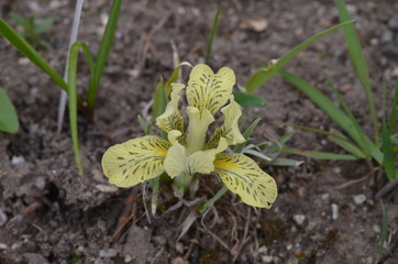 желтый цветок с синим крапом ирис Потанина Iris potaninii из Сибири