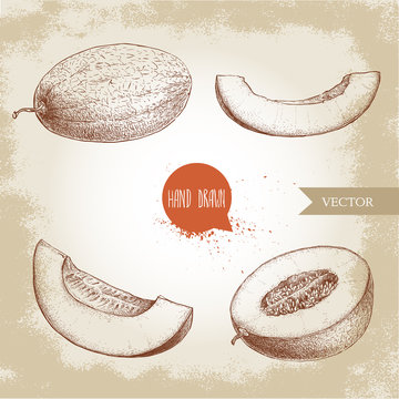 Hand drawn sketch style illustration set of ripe melons and melon slices. Organic food vector illustration.