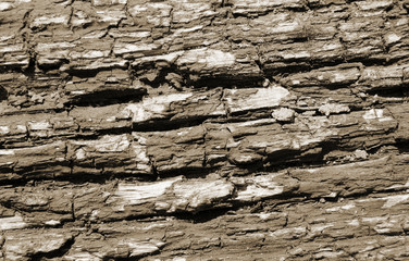 Wood texture brown, abstract