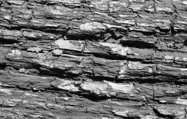 Wood texture with old paint is gray