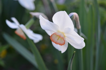 Белый нарцисс с розовой короной Narcissus 'Liebeslied'