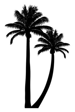 vector illustration of tropical palm silhouette