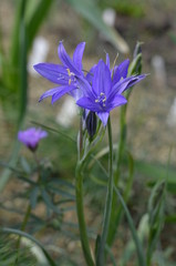 Голубой цветок Иксиолирион татарский 