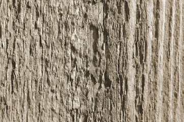 Obraz premium The texture of cut wood board neutral colors