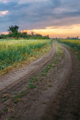 Fototapeta na wymiar trail in a wheat field / early morning dawn Ukraine