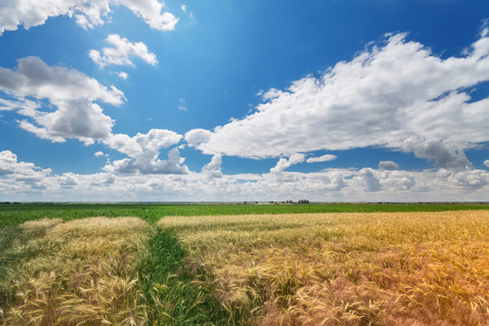 wheat field / wheat field on the background cornfield Ukraine