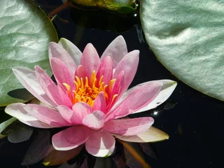 Afwasbaar Fotobehang Waterlelie Beautiful pink water lily in a pond