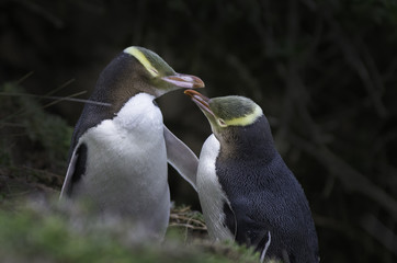 yellow-eye penguins