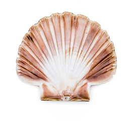 Jakobsmuschel