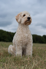 Cockerdoodle auf Wiese