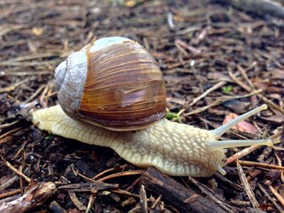 Auf dem Weg