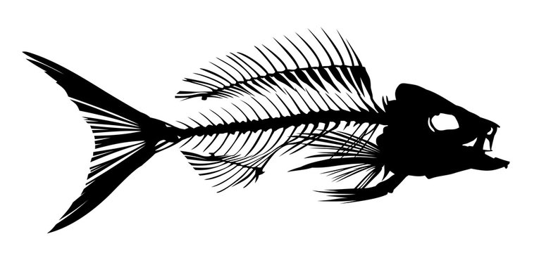 Skeleton of fish. 