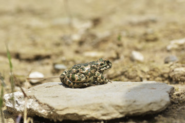 Green toad (Bufo viridis) on rock