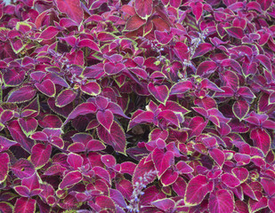 Bright pink leaves with green edges pattern, beautiful coleus foliage in the garden