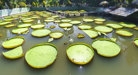 Victoria amazonica in the pond with giant green leaves cover the pond surface to create a beautiful landscape in nature