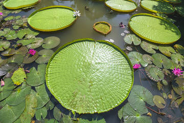 Close up Victoria amazonica in the pond with giant green leaves cover the pond surface to create a beautiful landscape in nature