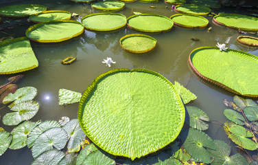 Victoria amazonica in the pond with giant green leaves cover the pond surface to create a beautiful landscape in nature