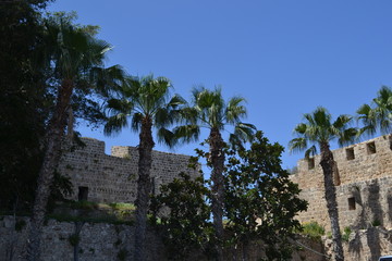 Palmen und Festungsanlage in Israel