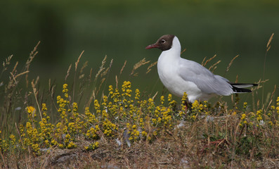 Black Headed Gull