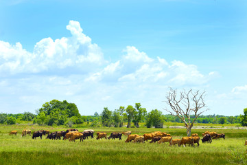 Obraz premium Cows go to have their lunch