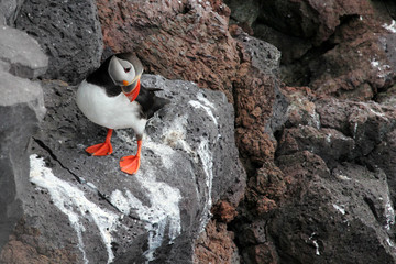 Puffin on rock
