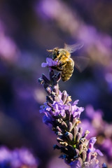 The bee and the lavendar