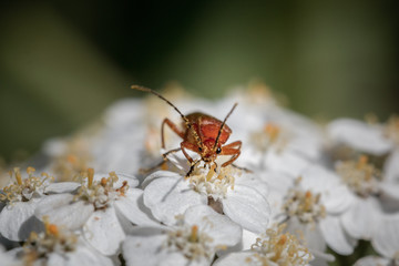 Red Soldier beetle
