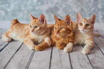 A photo of funny red american bobtail cats three monthes old on blured background
