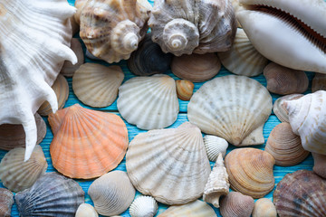 Background of sea shells on a wooden blue table