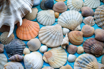 Background of sea shells on a wooden blue table