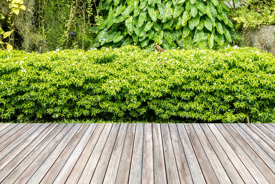 Wooden Decking And Plant Garden Decorative.