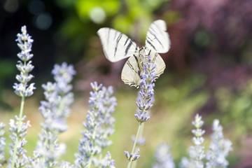 
Primo piano del  macaone ,bella farfalla bianca e nera, ferma sui fiori della lavanda
