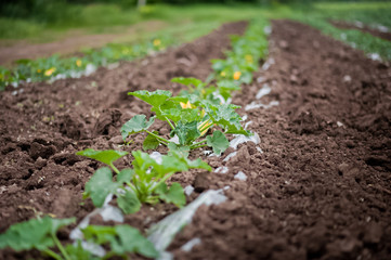 How vegetables grow on the field. Tomatoes, zucchini, cucumbers, aubergines, potatoes grow in the fields. Agronomic Agriculture