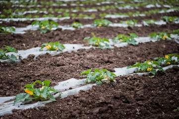 How vegetables grow on the field. Tomatoes, zucchini, cucumbers, aubergines, potatoes grow in the fields. Agronomic Agriculture