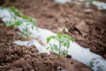 How vegetables grow on the field. Tomatoes, zucchini, cucumbers, aubergines, potatoes grow in the fields. Agronomic Agriculture