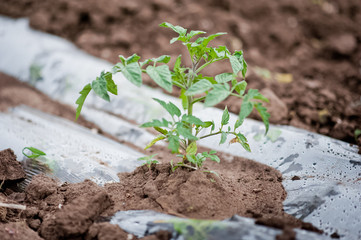 How vegetables grow on the field. Tomatoes, zucchini, cucumbers, aubergines, potatoes grow in the fields. Agronomic Agriculture