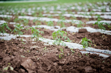 How vegetables grow on the field. Tomatoes, zucchini, cucumbers, aubergines, potatoes grow in the fields. Agronomic Agriculture